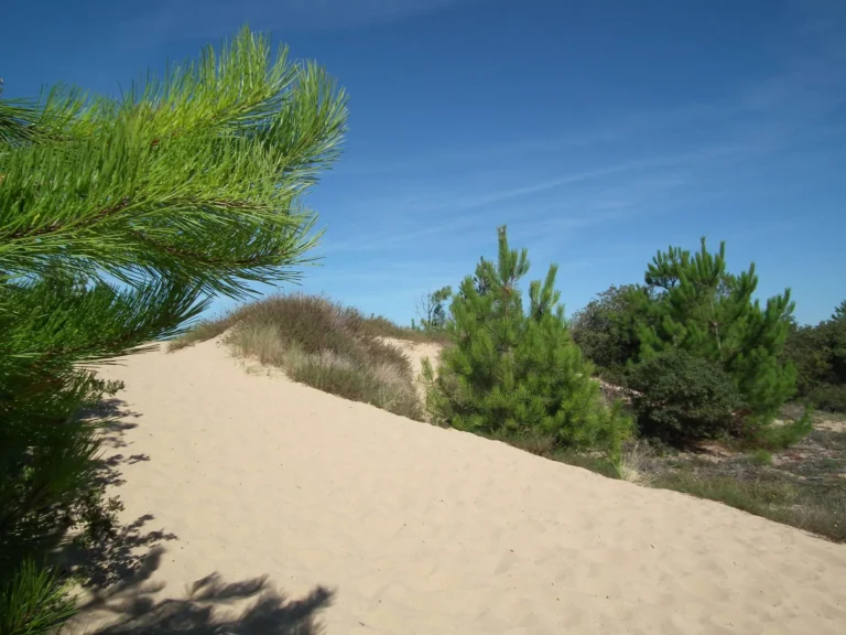Dune boisée de pins sur la côte sauvage près des Mathes